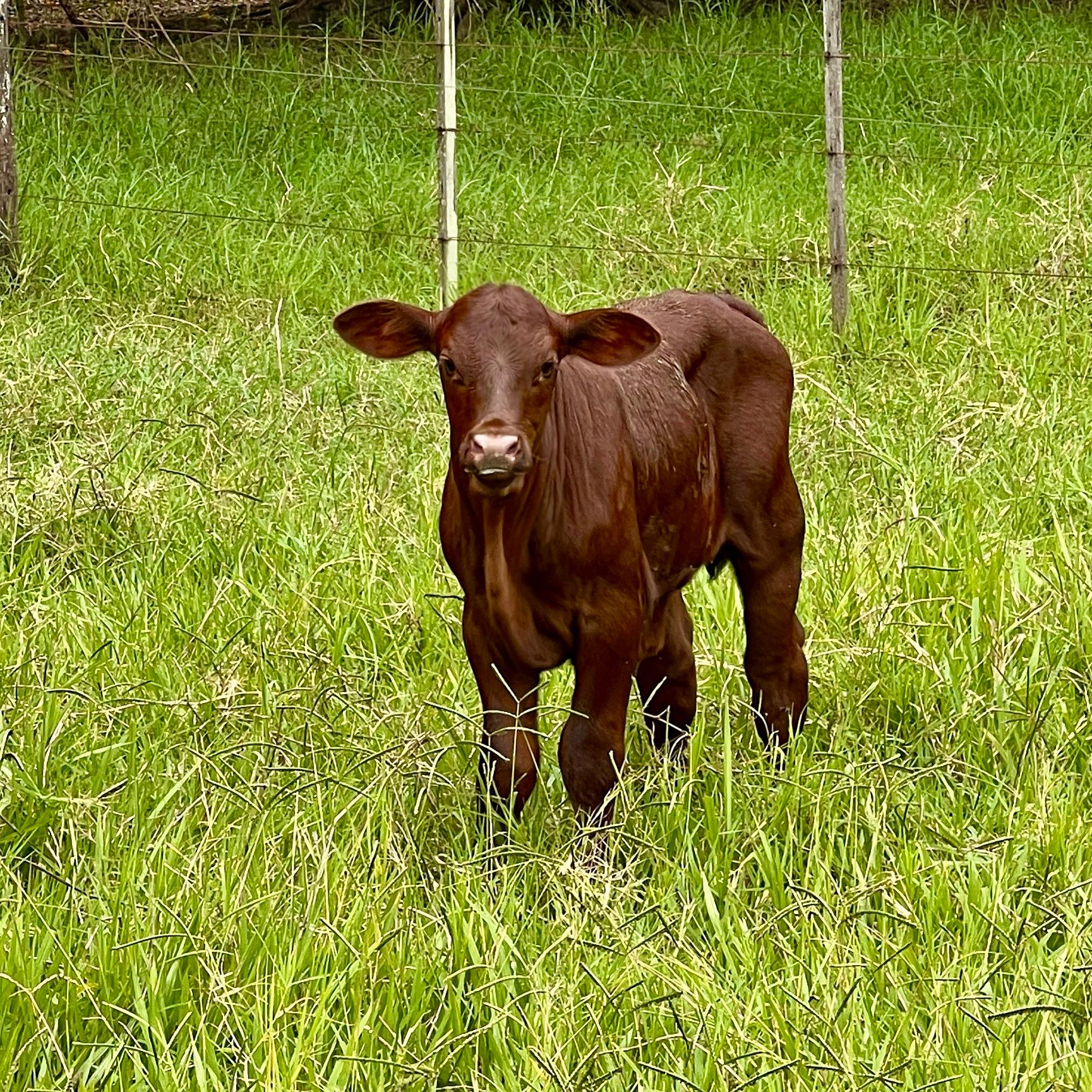 Raça Santa Gertrudis fortalece sucessão familiar e mantém novas gerações no campo