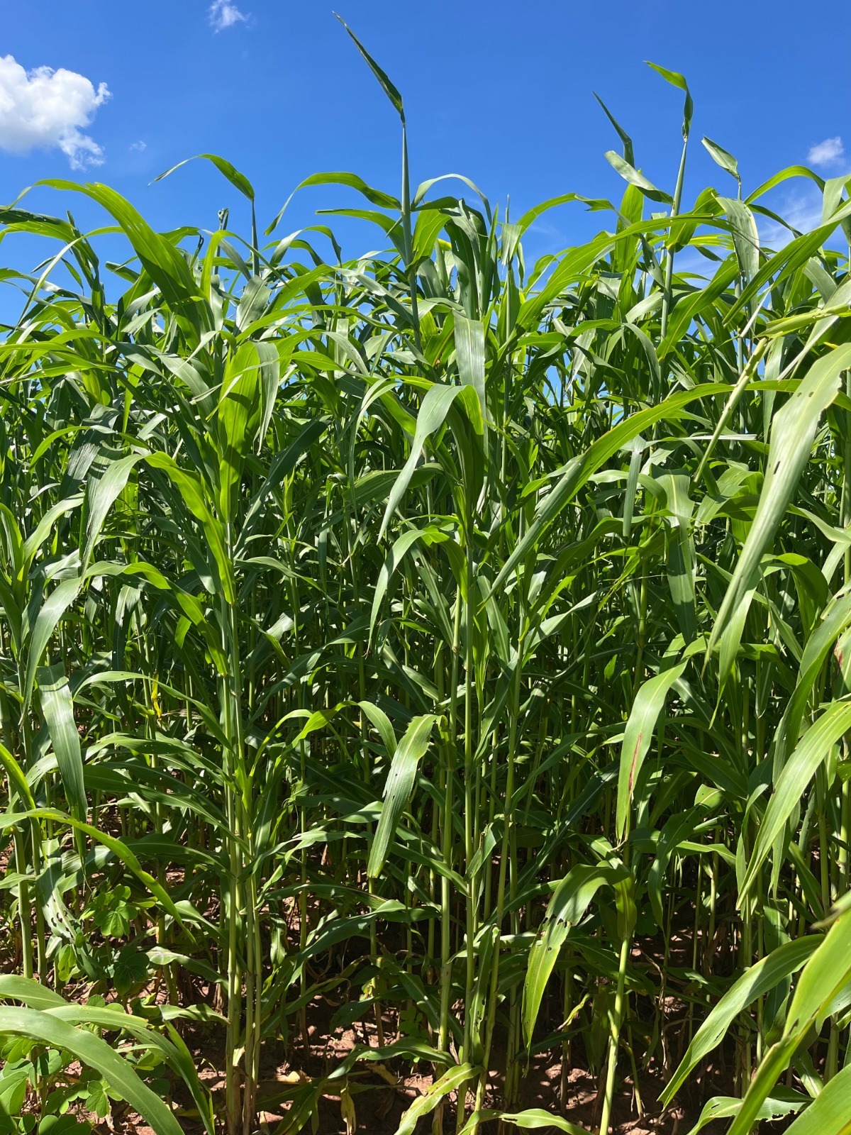 Sorgo forrageiro ganha espaço na reforma de canaviais ao proteger o solo e recompor matéria orgânica