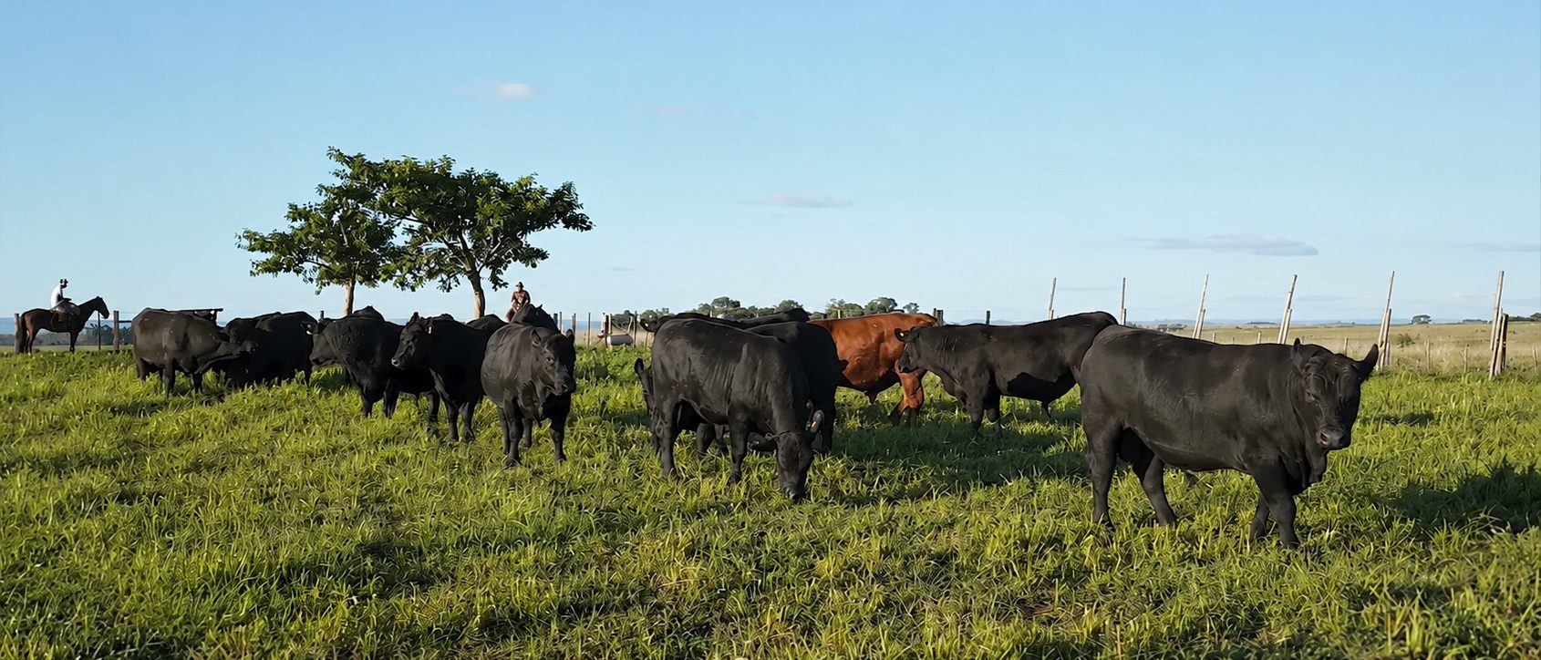 Corteva Agriscience apresenta na Expointer soluções para o manejo de plantas daninhas tóxicas