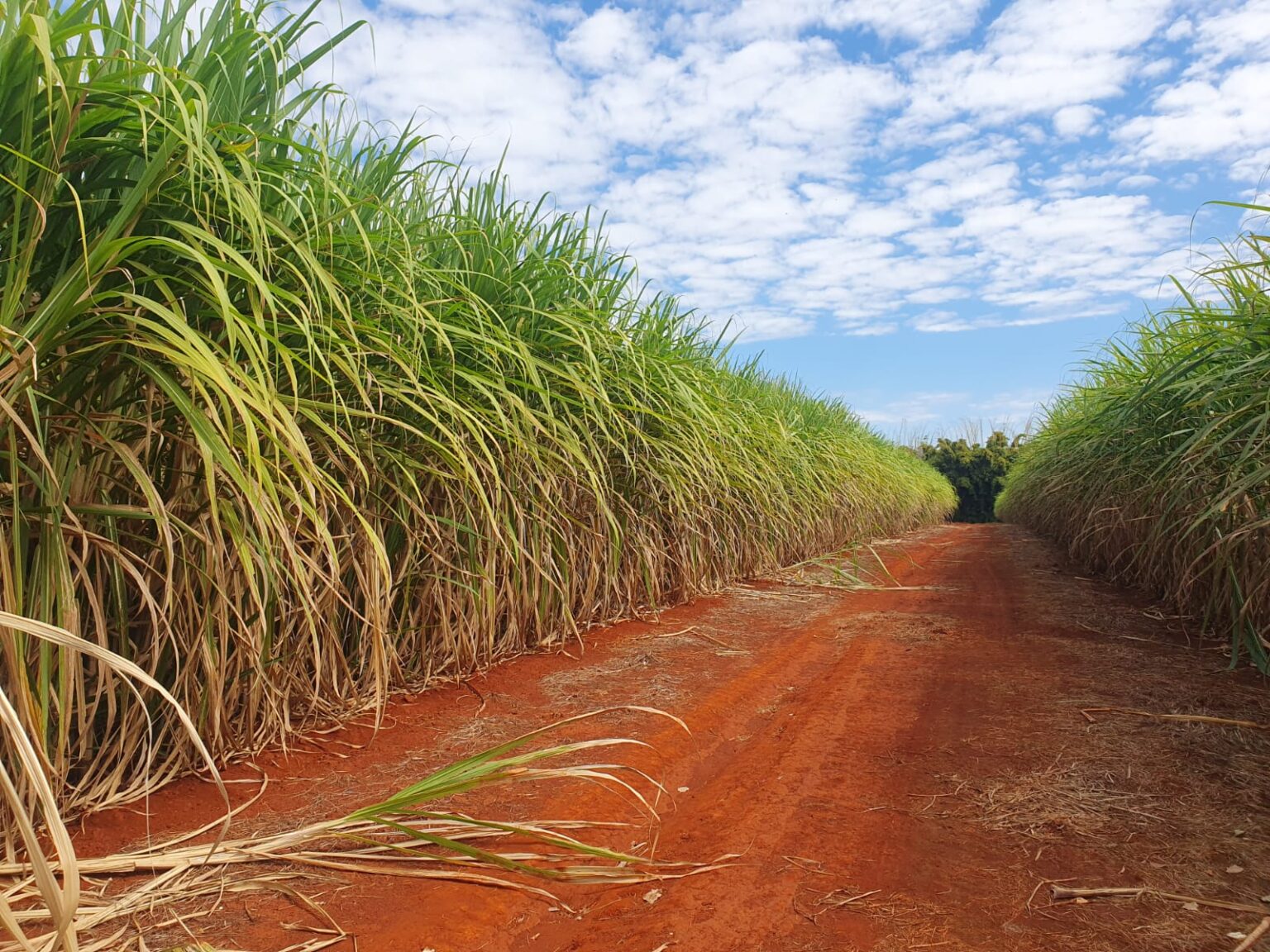 Estudo revela que cana-de-açúcar remove mais carbono da atmosfera do que se pensava