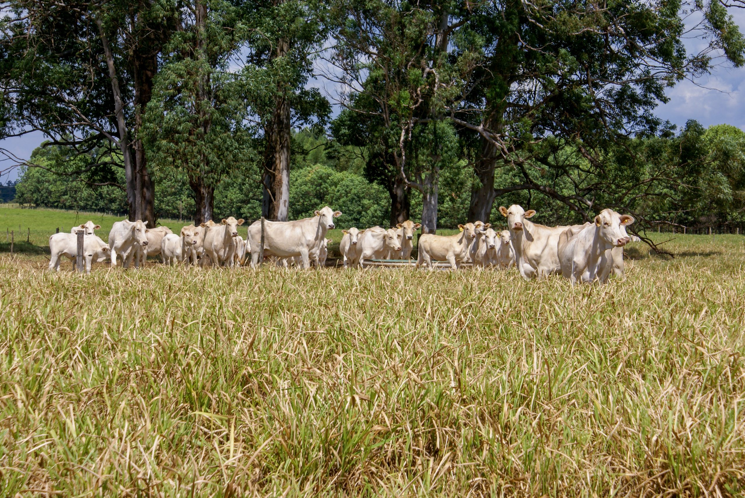 Seca reduz qualidade das pastagens e exige planejamento antecipado do produtor