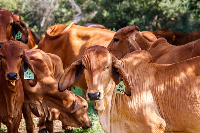 Manejo de pastagens: como evitar a degradação do solo