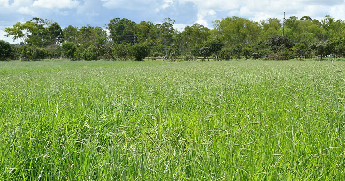 Embrapa lança nova cultivar de braquiária com potencial de aumentar ganho de peso bovino por hectare