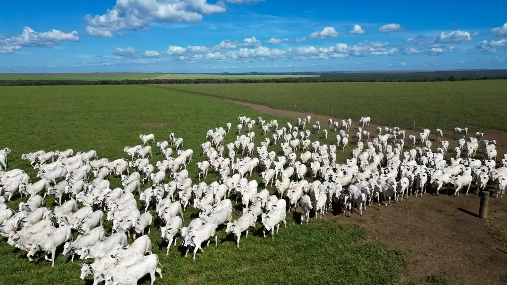Carne de Mato Grosso busca mercado no Peru e nova rota para exportações à Ásia