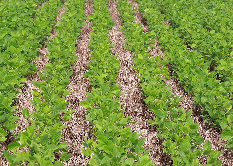 El Niño forte exige planejamento e manejo conservacionista no Cerrado