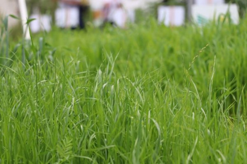 Expointer destaca forrageiras para aumentar produtividade e qualidade das pastagens