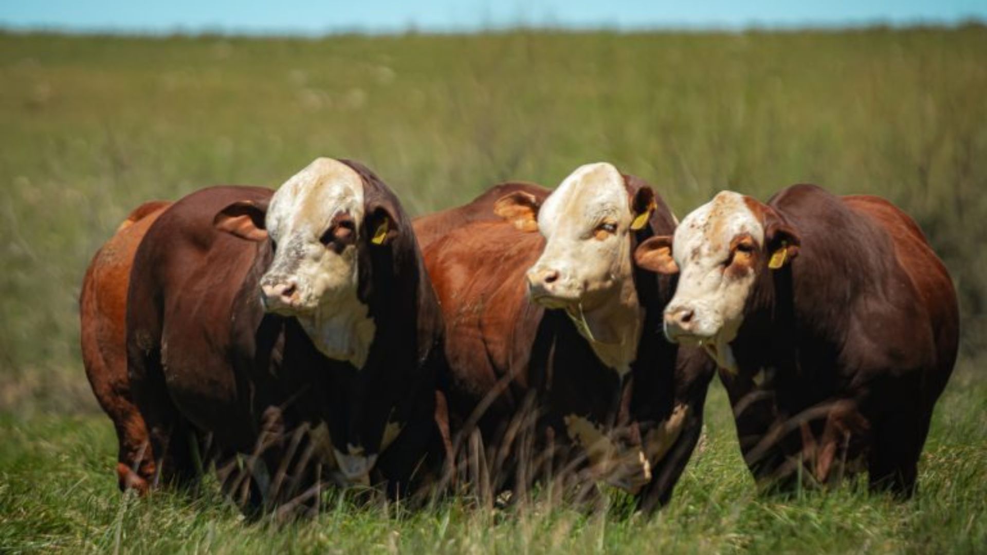 Hereford e Braford movimentam R$ 2,6 milhões e respondem por 75,6% das vendas de bovinos na Expointer