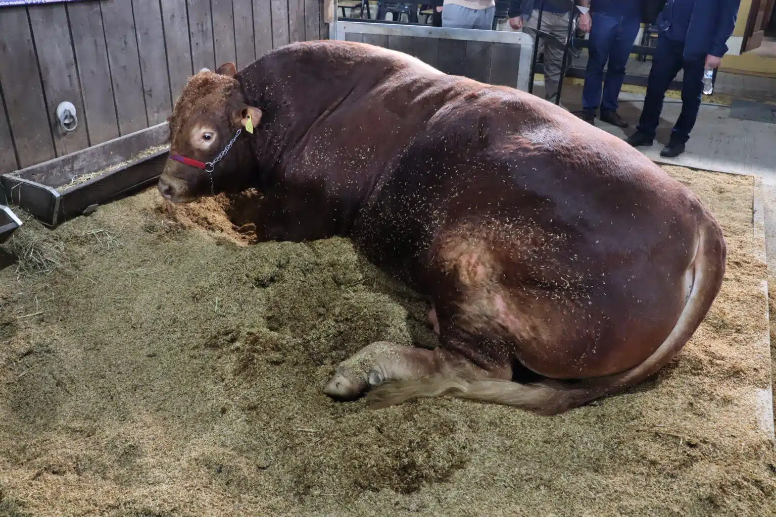 Touro Limousin de 1.485 kg é o animal mais pesado da Expointer 2026