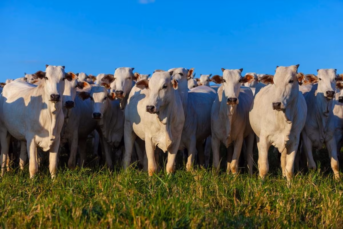 União Europeia suspende importações de carne brasileira a partir de 5ª feira