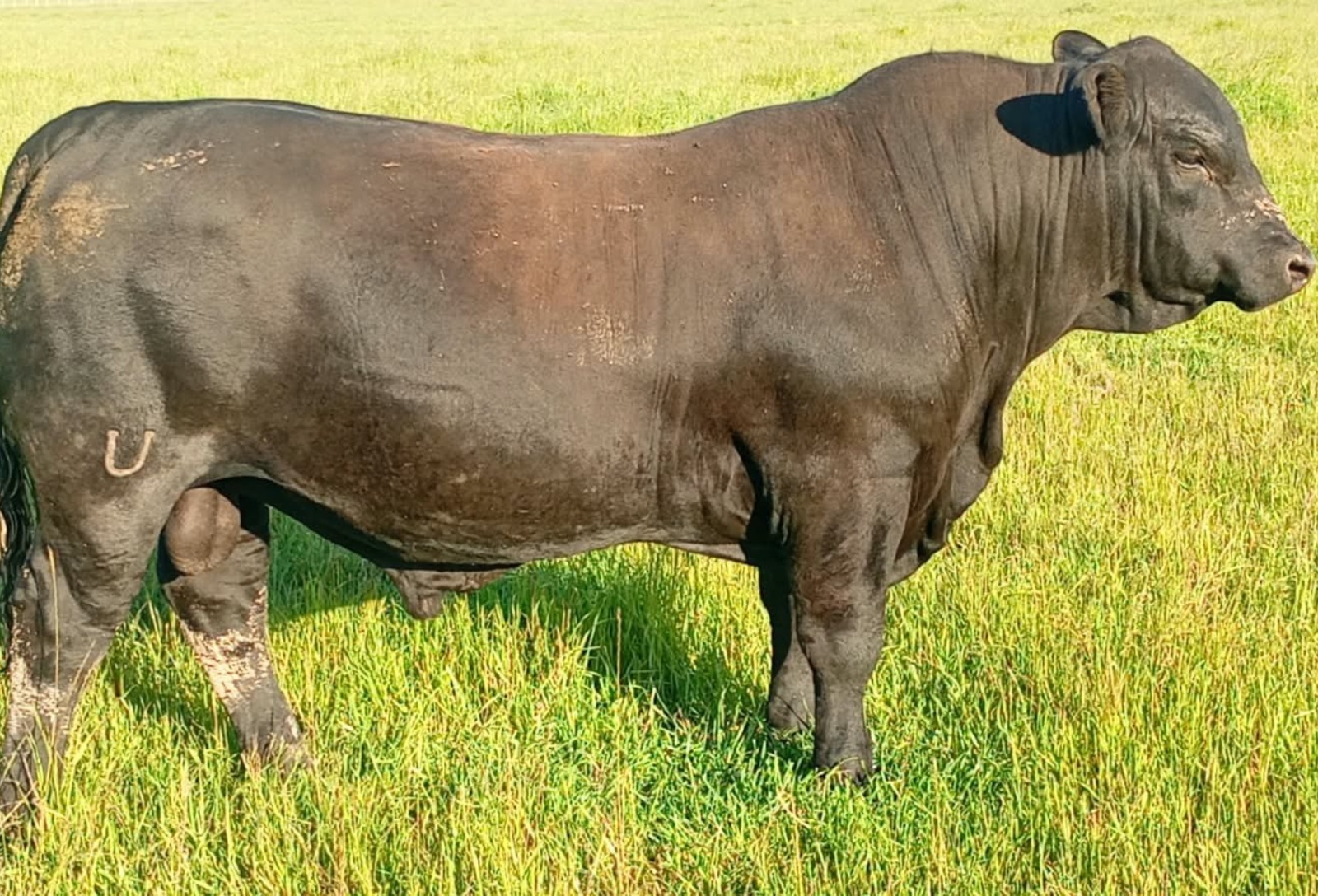 Santa Thereza prepara 25º remate Angus com oferta de 47 animais na Farm Show