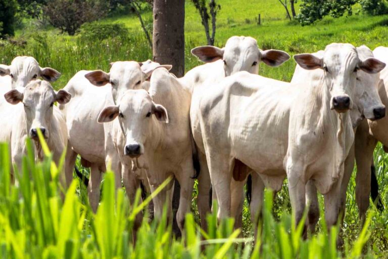 Pecuária fornece um terço da proteína consumida no mundo e movimenta US$ 1,8 trilhão