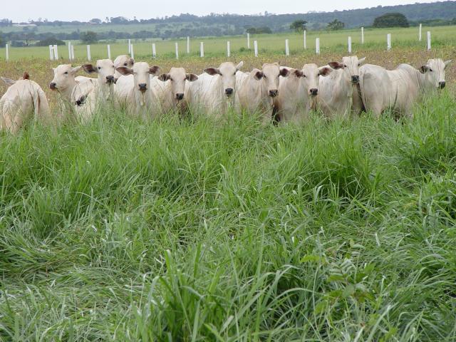 Agosto e setembro são estratégicos para planejar formação de pastagens antes das chuvas