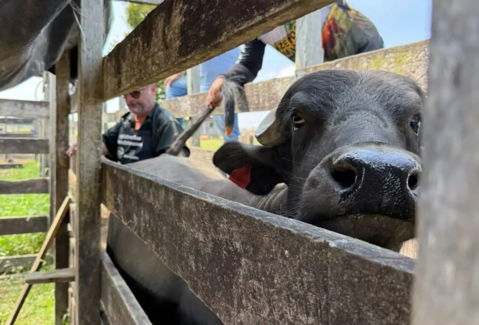 Melhoramento genético busca elevar produção de leite de búfalas sem ampliar área de pastagem