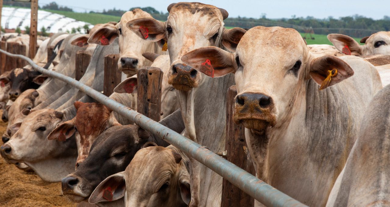 Setor de carne bovina busca reverter suspensão das exportações brasileiras à União Europeia