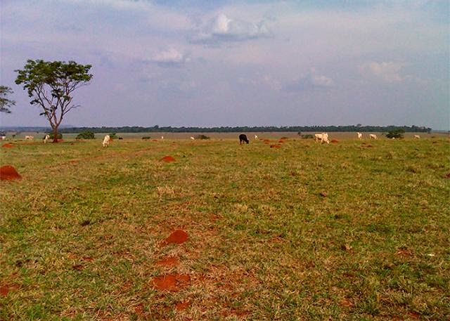 CMN amplia renegociação de dívidas rurais para produtores afetados por eventos climáticos