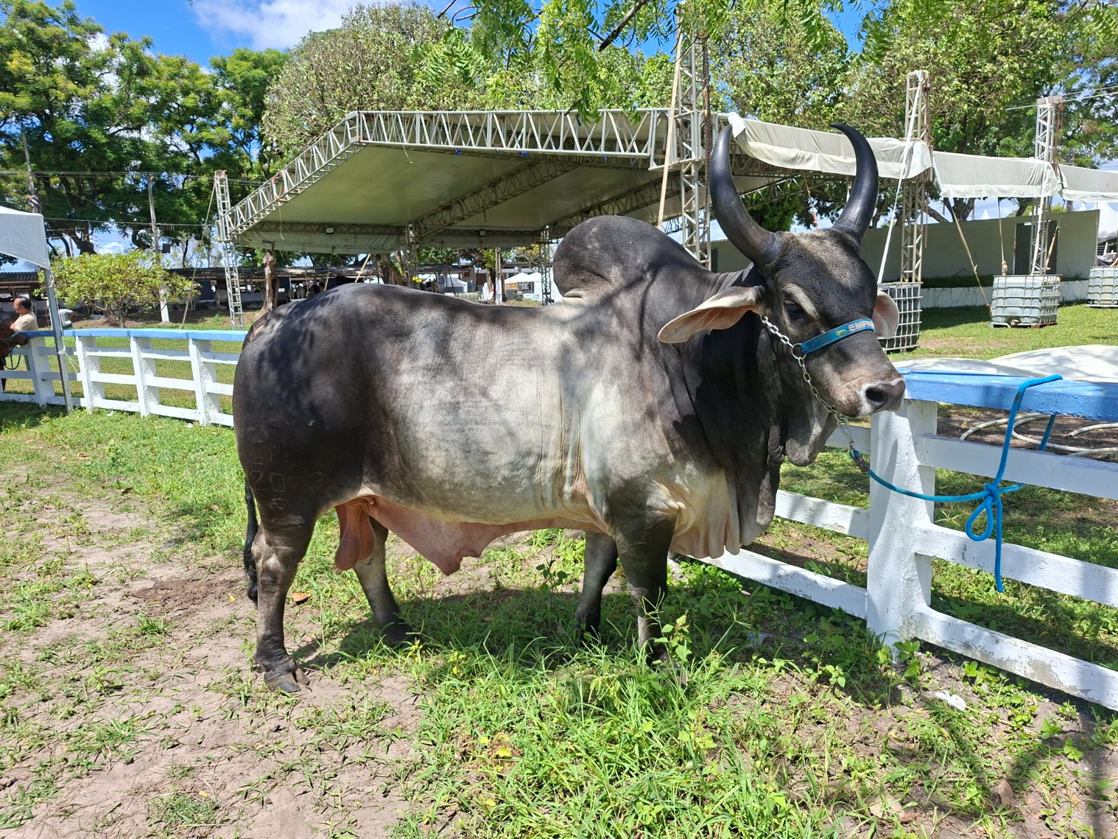 Rastreabilidade bovina entra no radar dos pecuaristas com avanço da identificação individual do rebanho