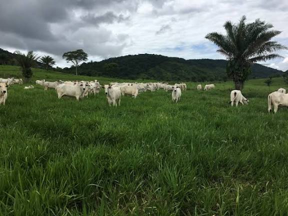 Forrageiras híbridas produzem até 42% mais e ampliam potencial de ganho de peso no pasto