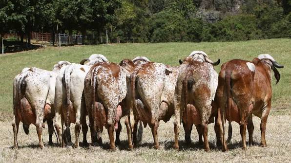ExpoLeite reúne mais de 700 animais e destaca avanço da genética para produção de leite
