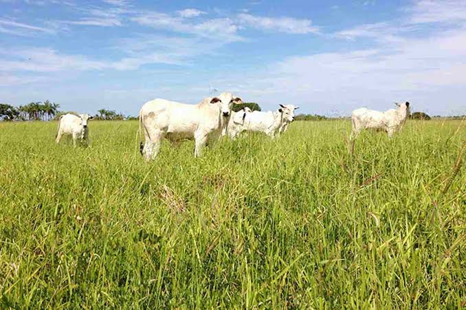 Desafios e oportunidades na pecuária de corte em debate na 34ª Expoabra, em Brasília
