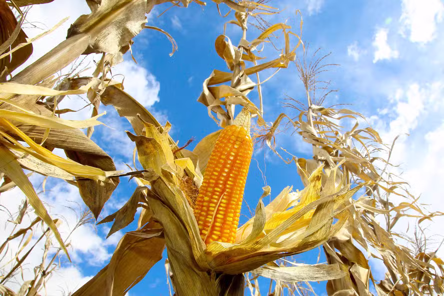 El Niño pode reduzir em 8% a produtividade do milho em Mato Grosso na safra 2026/27