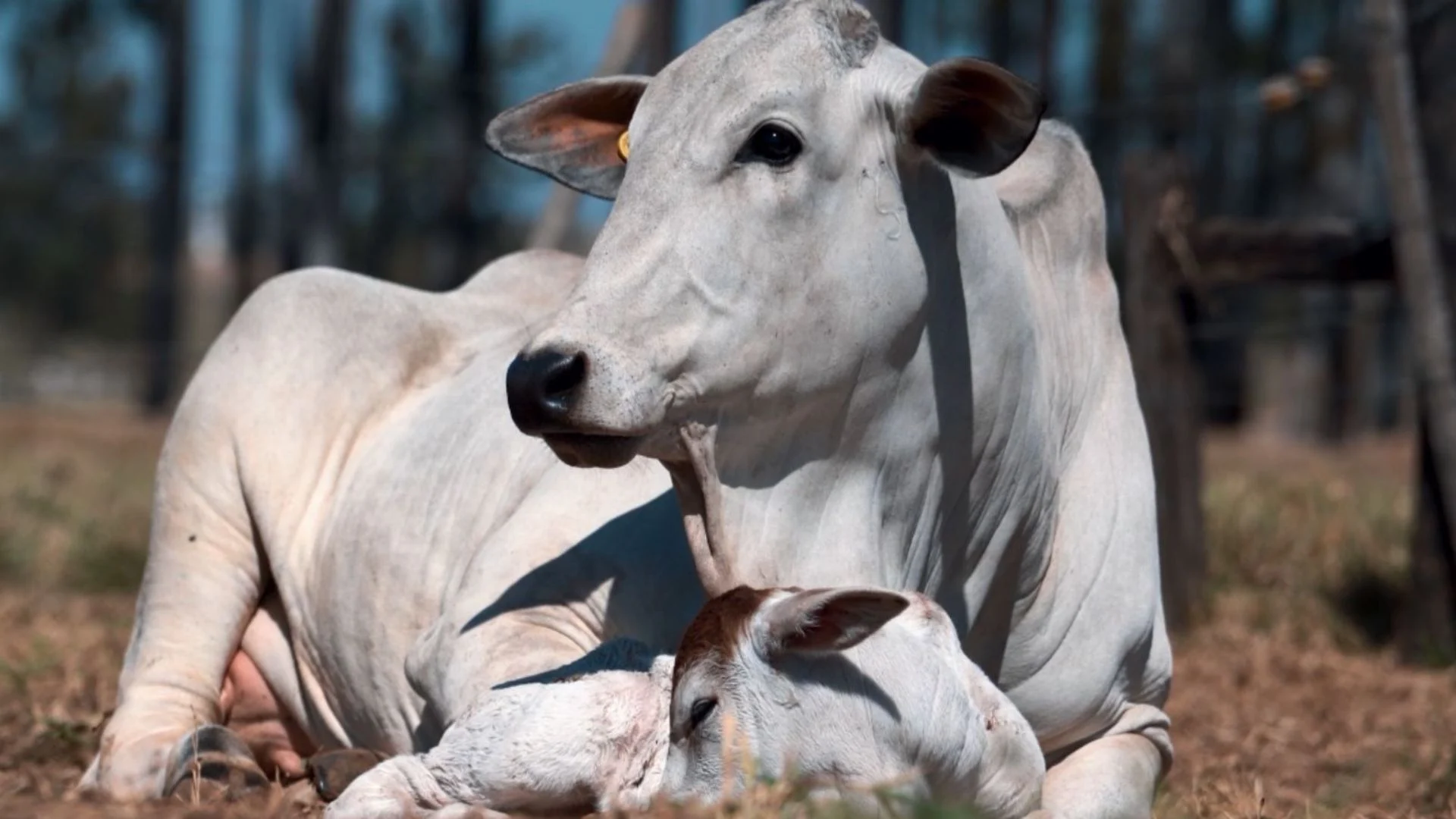 Em ano de El Niño, Embrapa apresenta 163 medidas para gestão de riscos climáticos no campo