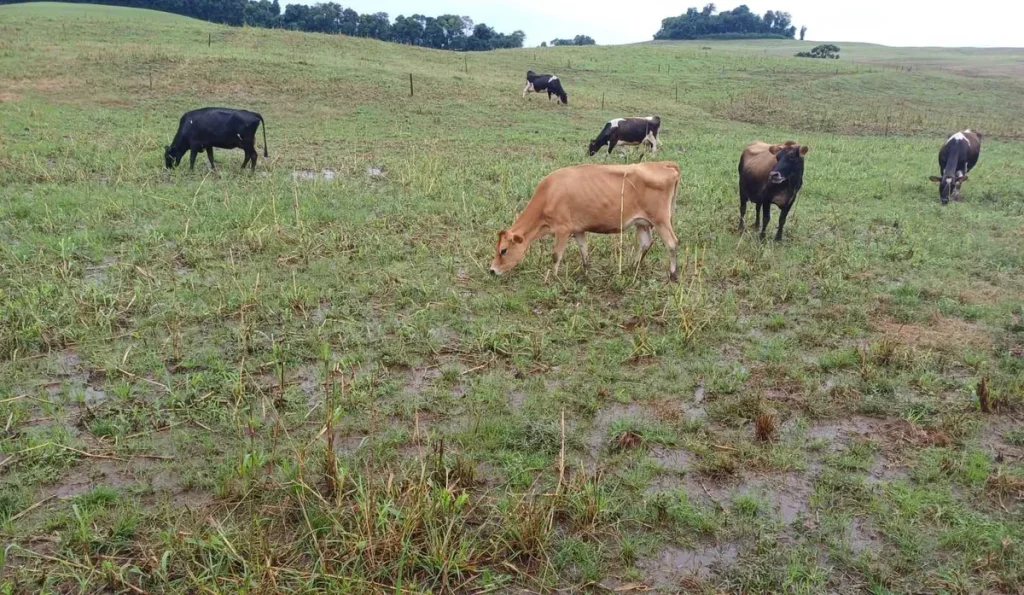 Pesquisa revela alta incidência de parasitas em rebanhos bovinos da região Sul