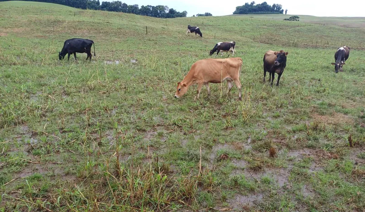 Pesquisa revela alta incidência de parasitas em rebanhos bovinos da região Sul