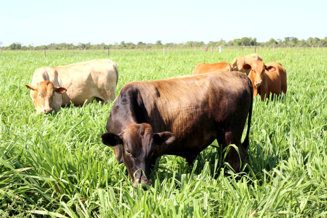 Novas forrageiras ampliam produtividade e podem elevar renda da pecuária em até R$ 3,2 mil por hectare