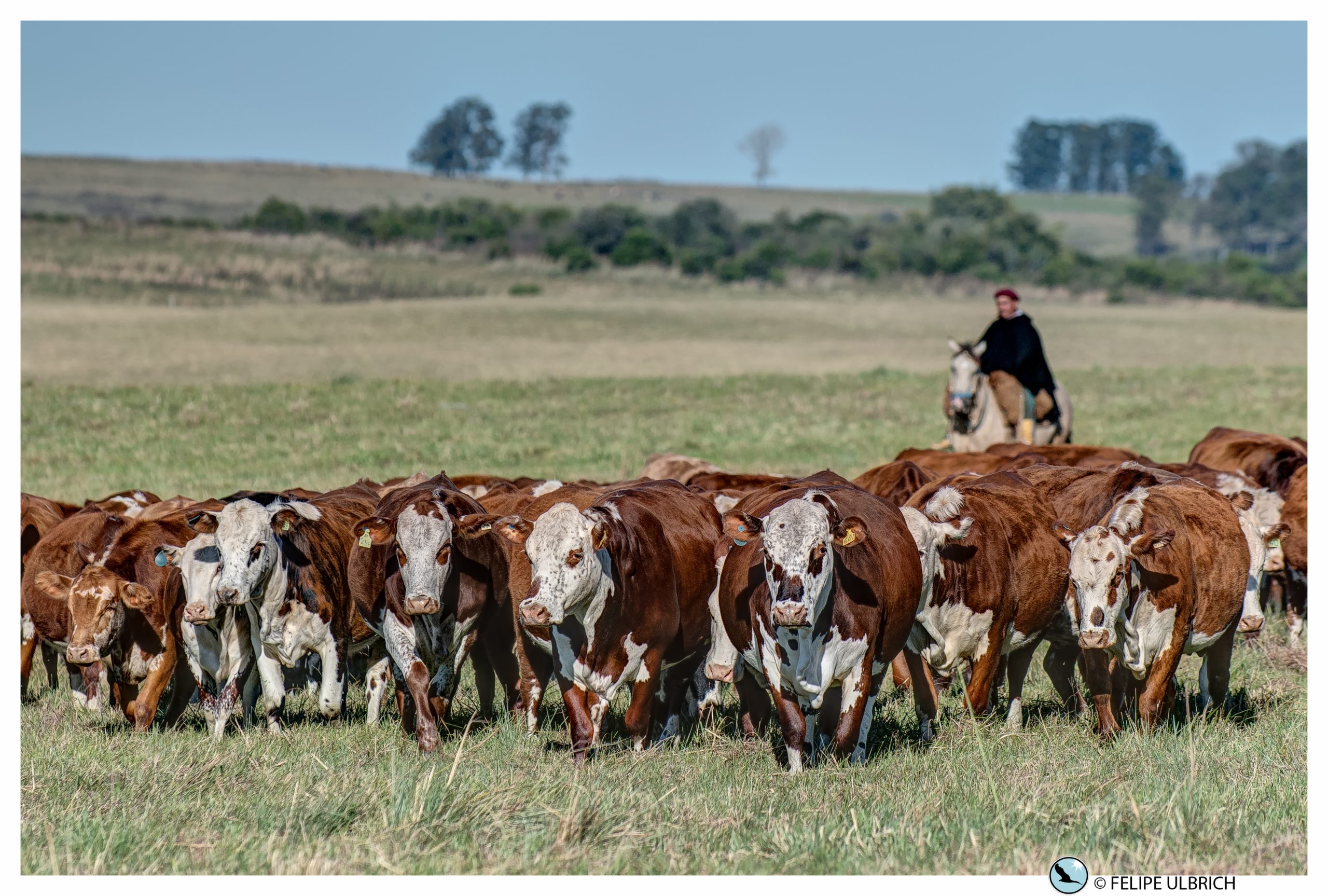 Produção agropecuária que preserva o Pampa