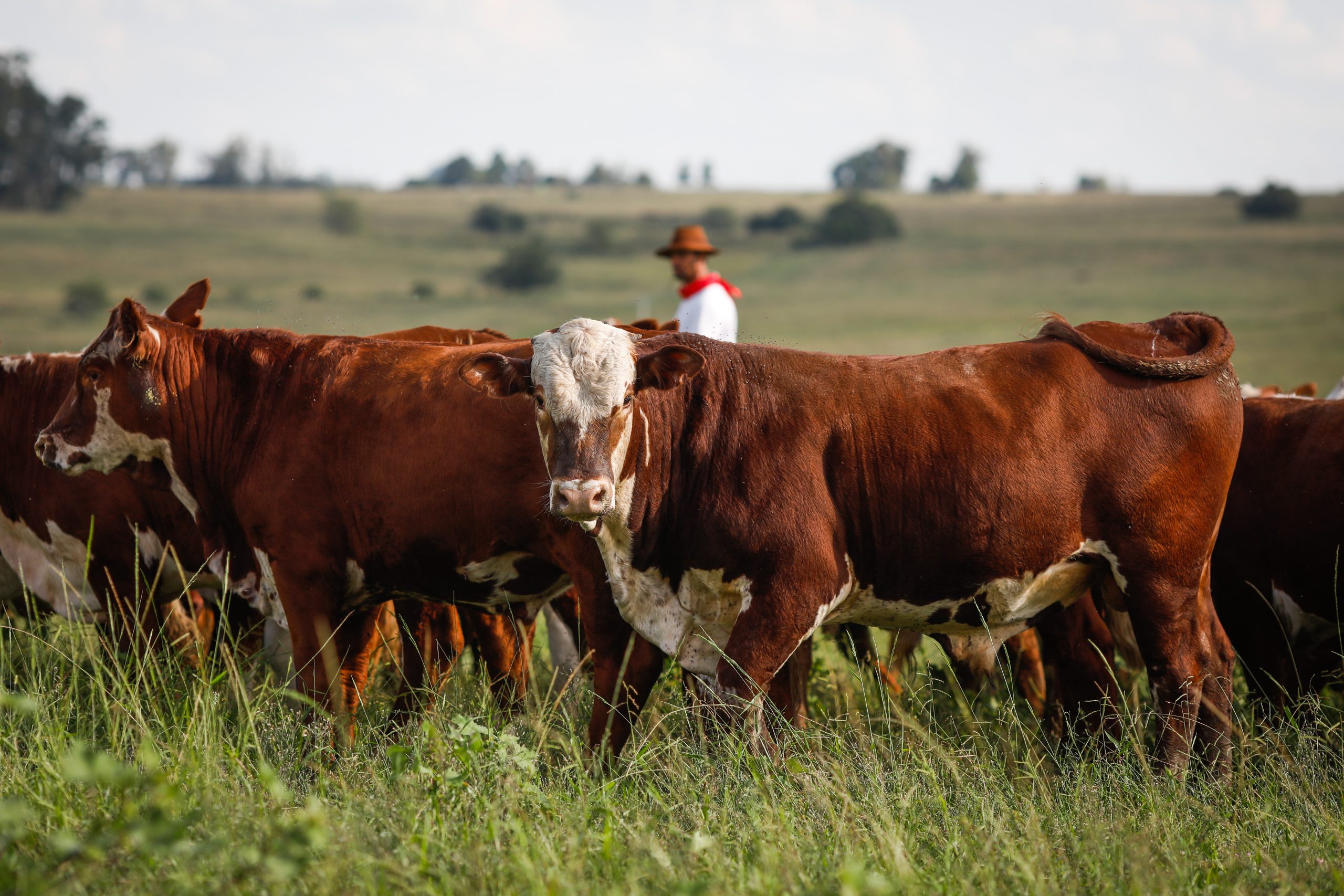 Pampa: um bioma ameaçado