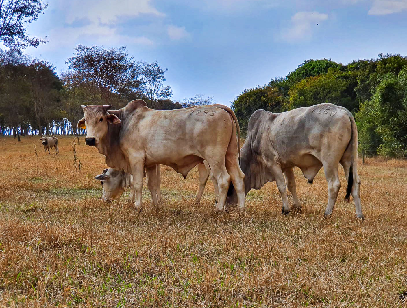 Experimentos de longa duração no interior paulista revelam que a intensificação moderada do pasto não apenas recupera a produtividade da terra, mas maximiza o sequestro de CO2. Pesquisa também validou método mais barato de medição