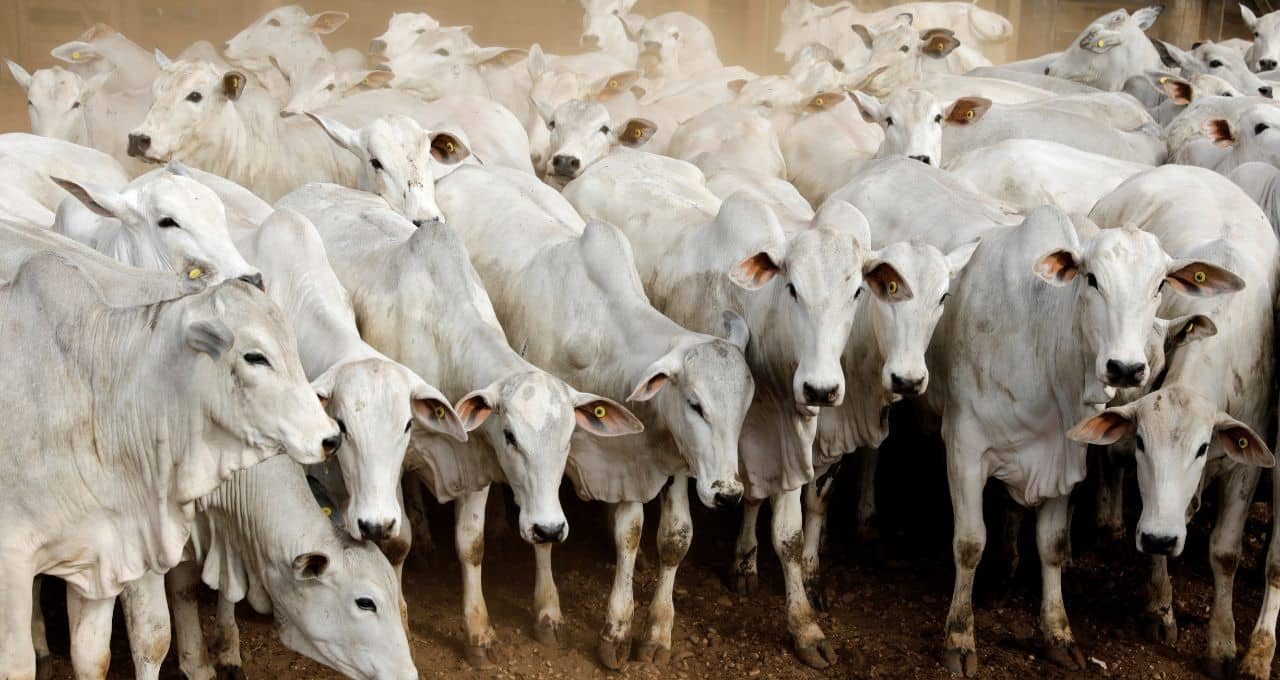 China habilita mais quatro frigoríficos brasileiros para exportação de carnes