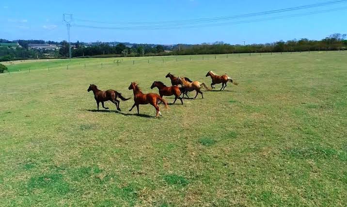 Cavalos para lida de campo são destaque em remate durante a Farm Show
